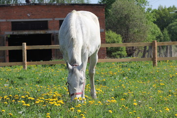 A gray horse is grazing on a green meadow, lowering its head
