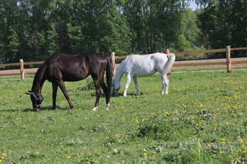 Two horses in a meadow