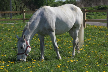 White horse is grazing on a green meadow