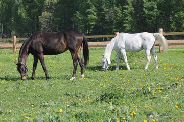 Cinnamon and white horses grazing in a meadow