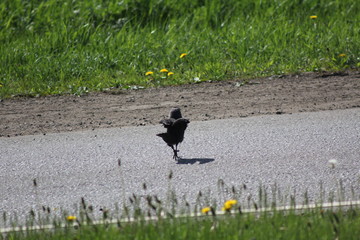 The bird crosses the road