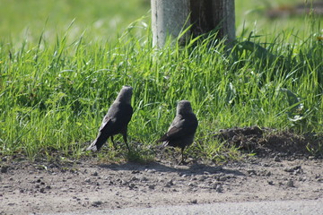 two birds in the grass near the road