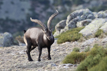 iberian wild goat