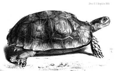 Illustration of a turtle.