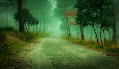 Obraz premium Magical Forest