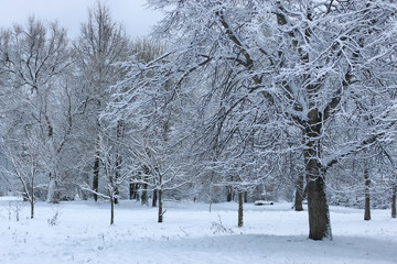 winter snow on tree PARK