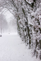 Schneebehangene Bäume