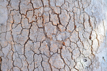 Texture of wooden bark background.