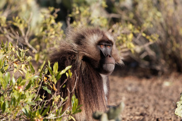 Male gelada baboon (Theropithecus gelada) in Ethiopia.