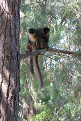 Braune Makis in Madagaskar