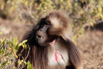 Male gelada baboon (Theropithecus gelada) in Ethiopia.