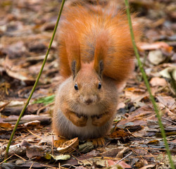 Squirrel in the forest