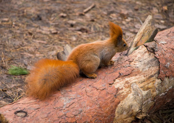Squirrel in the forest