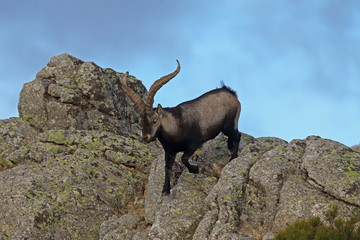 iberian wild goat