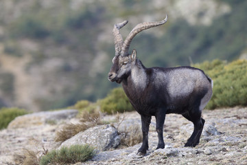 iberian wild goat
