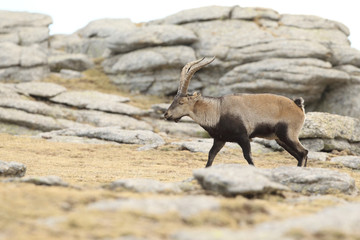 Naklejka premium iberian wild goat