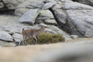 iberian wild goat