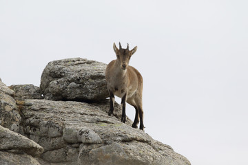 iberian wild goat