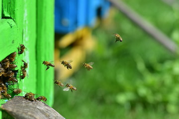 apiary