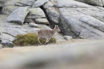 Fototapeta premium iberian wild goat