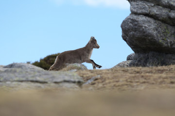 iberian wild goat