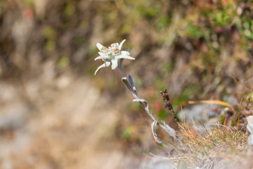 Fototapeta premium blooming edelweiss flower (leontopodium alpinum) in alpine meadow