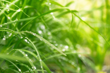 Spring or summer abstract scenes. Nature background with water drops on a green grass macro.