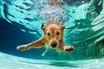 Underwater funny photo of golden labrador retriever puppy in swimming pool play with fun - jumping, diving deep down. Actions, training games with family pets and popular dog breeds on summer vacation