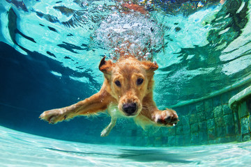 Underwater funny photo of golden labrador retriever puppy in swimming pool play with fun - jumping, diving deep down. Actions, training games with family pets and popular dog breeds on summer vacation - obrazy, fototapety, plakaty