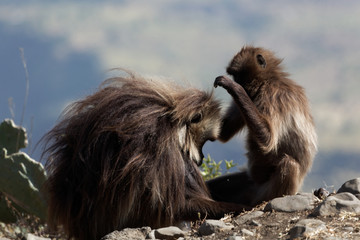 Two gelada baboons (Theropithecus gelada) in Debre Libanos