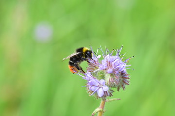 bumblebee