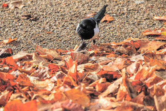 Beautiful Eurasian magpie, European magpie, Common magpie (Pica pica) bird searching for food amid pile of fallen leaves