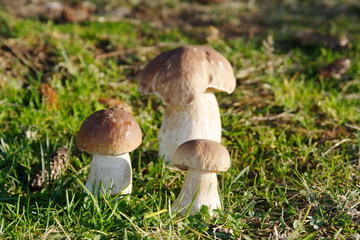 Penny bun (Boletus edulis) in the grass