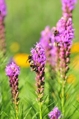 Liatris spicata