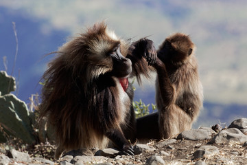 Two gelada baboons (Theropithecus gelada) in Debre Libanos