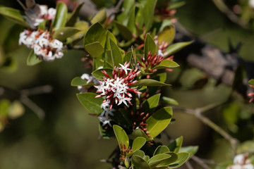 Flowers of a bush plum (Carissa spinarum)