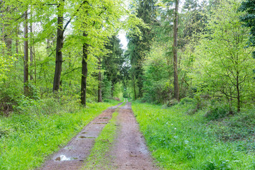 Obraz premium Wald im Mai