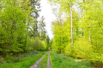 Fototapeta premium Wald im Mai