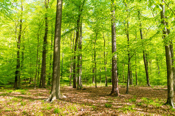 Lichtdurchfluteter Wald