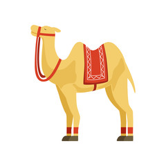 Camel whit saddle and cover on the back, desert animal, symbol of traditional Egyptian culture vector Illustration