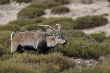Iberian wild goat