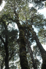 Fototapeta premium A view from ground level looking up tree trunks into the canopy.