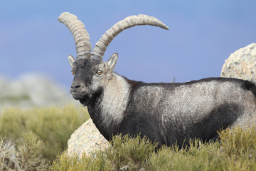 Iberian wild goat