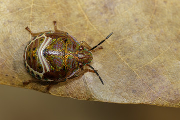 Image of beetle ladybird (Hippodamia variegata) on a brown leaf. Insect.  Animal.