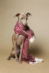 Italian Greyhound Piccolo dog portrait