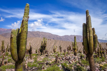 giant cactus in the desert, Argentina