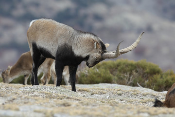 Iberian wild goat
