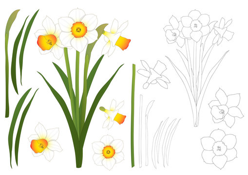 Daffodil - Narcissus Outline