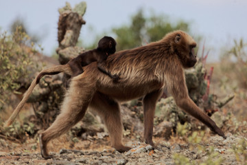 Female gelada baboon (Theropithecus gelada) with a baby