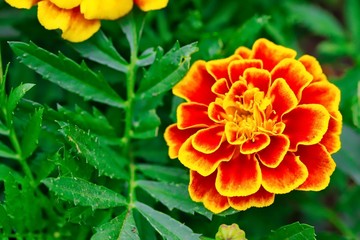 Red And Yellow French Marigold Flower